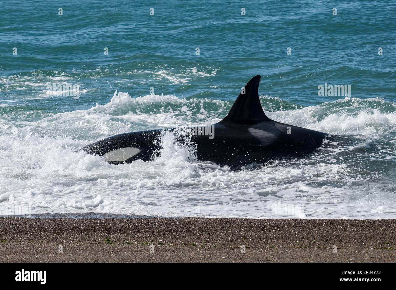 Orcas jagen Seelöwen, Halbinsel Valdes, Patagonien, Argentinien. Stockfoto