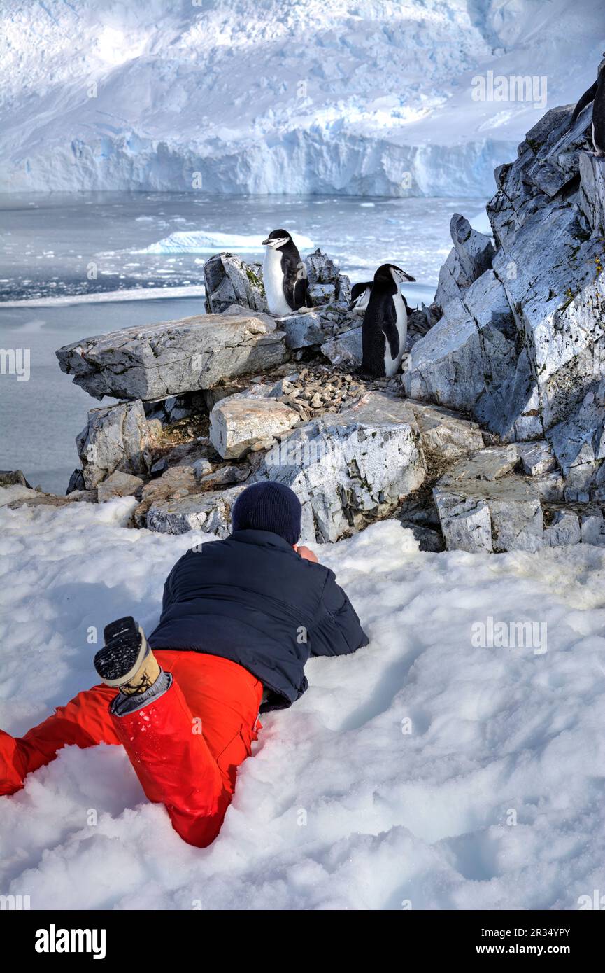 Ein Tourist sitzt neben Pinguinen in der Antarktis Stockfoto