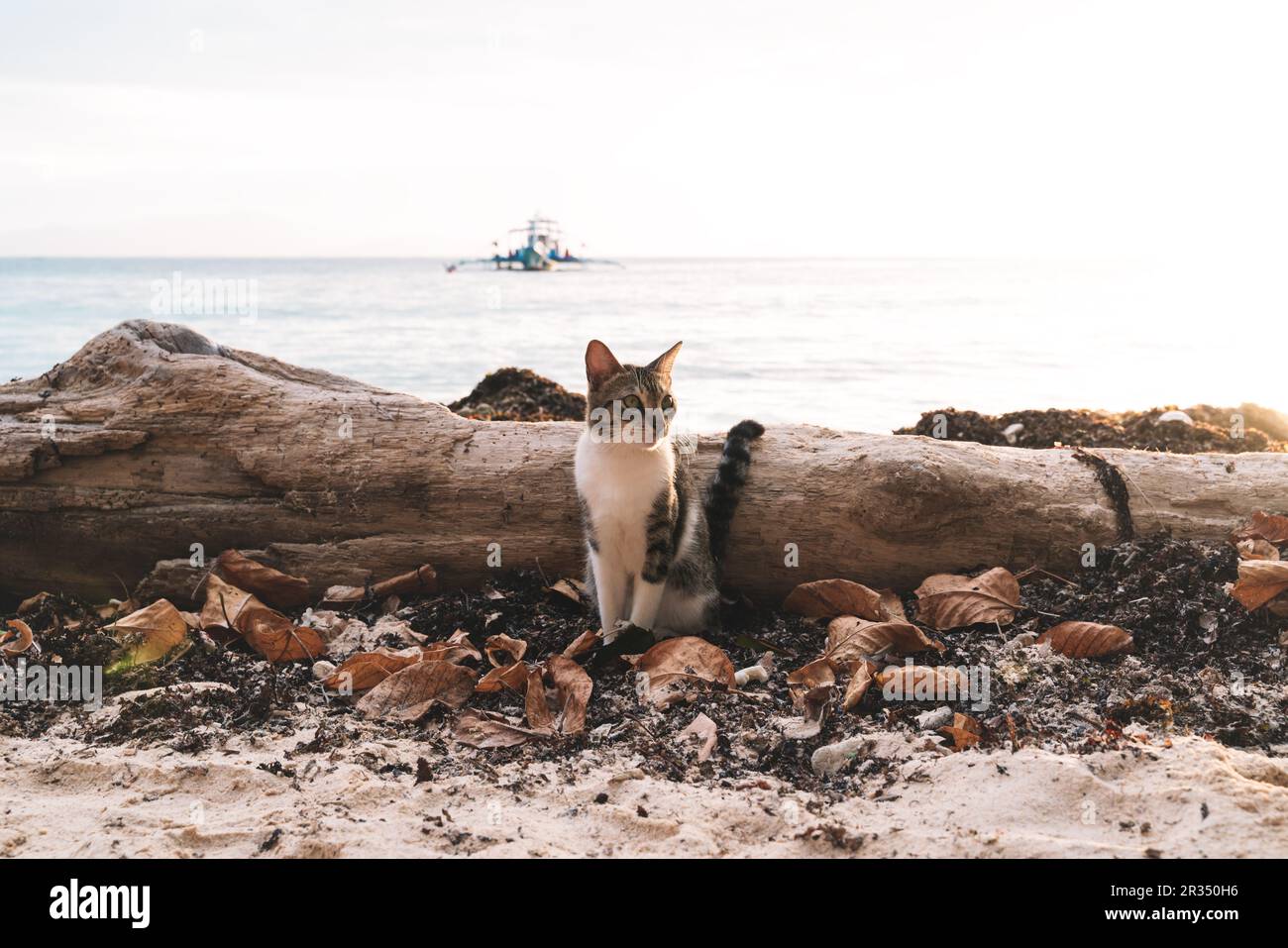 Katze am Strand mit Treibholz entlang des Ozeans mit einem typischen banca-Boot während des Sonnenuntergangs in Palawan, Philippinen Stockfoto