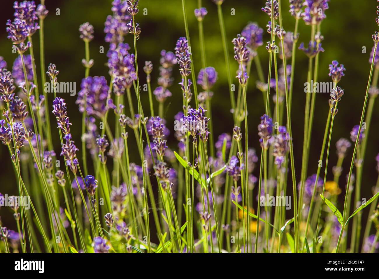 Lavendel auf Steingarten Stockfoto
