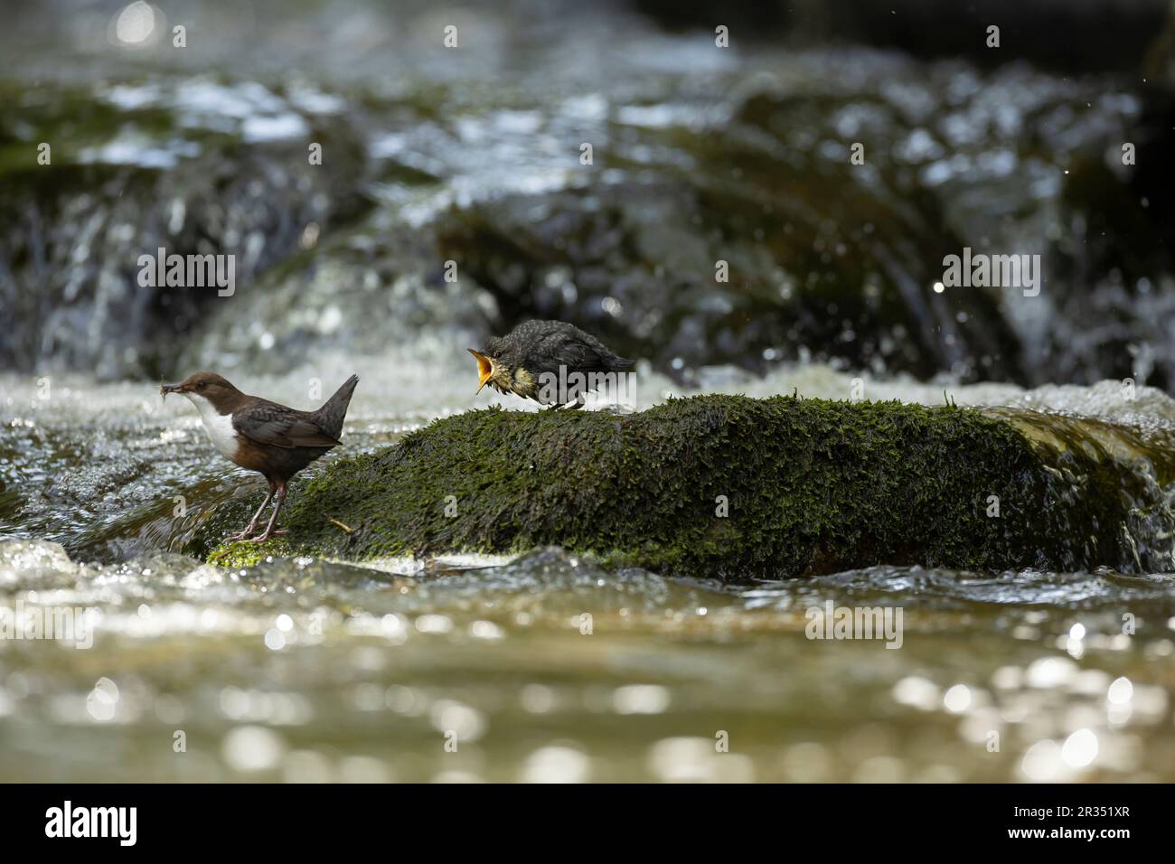 Dipper (Cinclus cinclus), Erwachsener, der auf einem schnell fließenden Fluss jagt, mit jungen Betteln Stockfoto