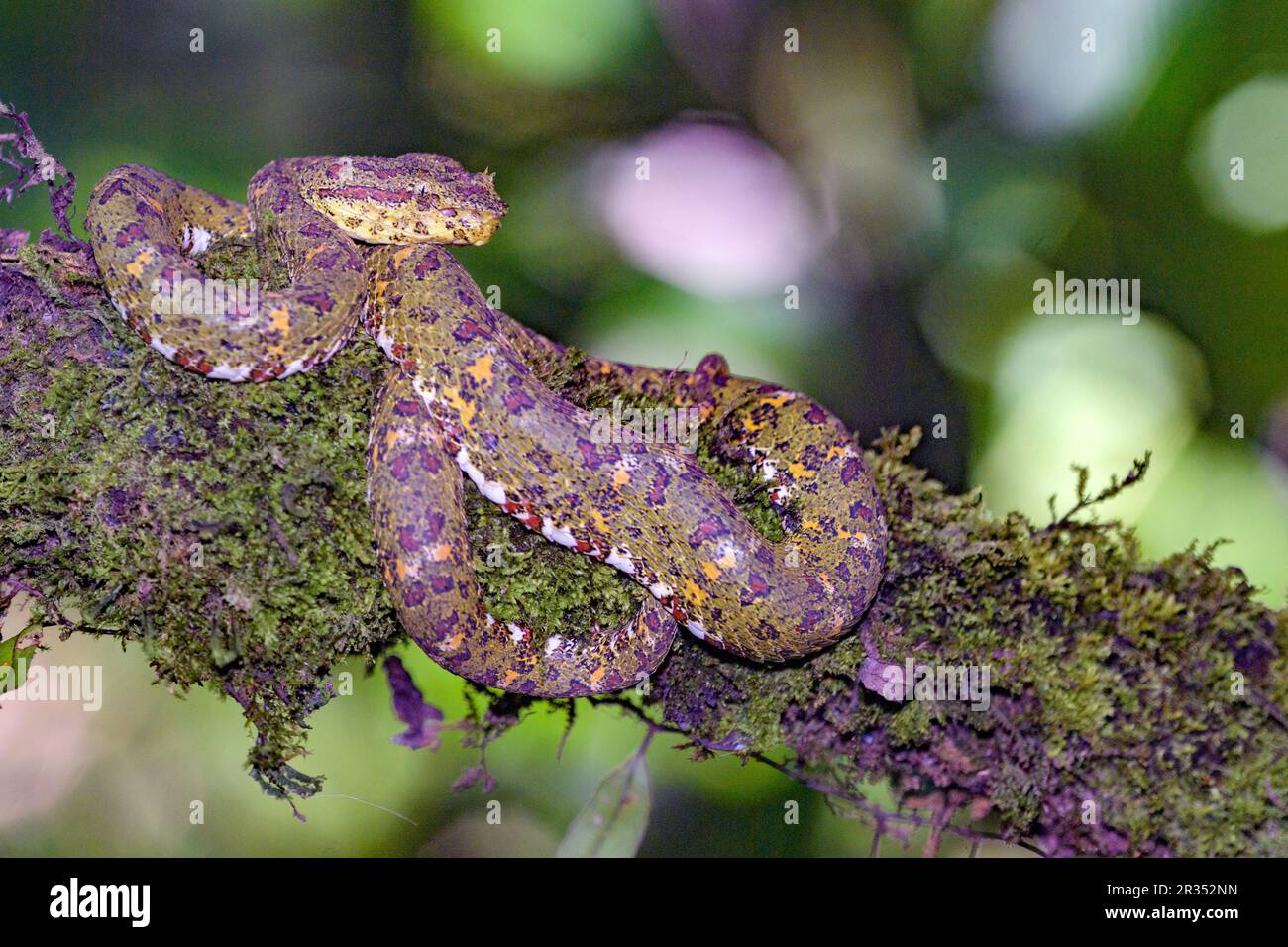 Wimper Palm-Pitviper (Bothriechis schlegelii) von Laguna Lagarto, Costa Rica. (Bereitgestelltes Foto). Stockfoto