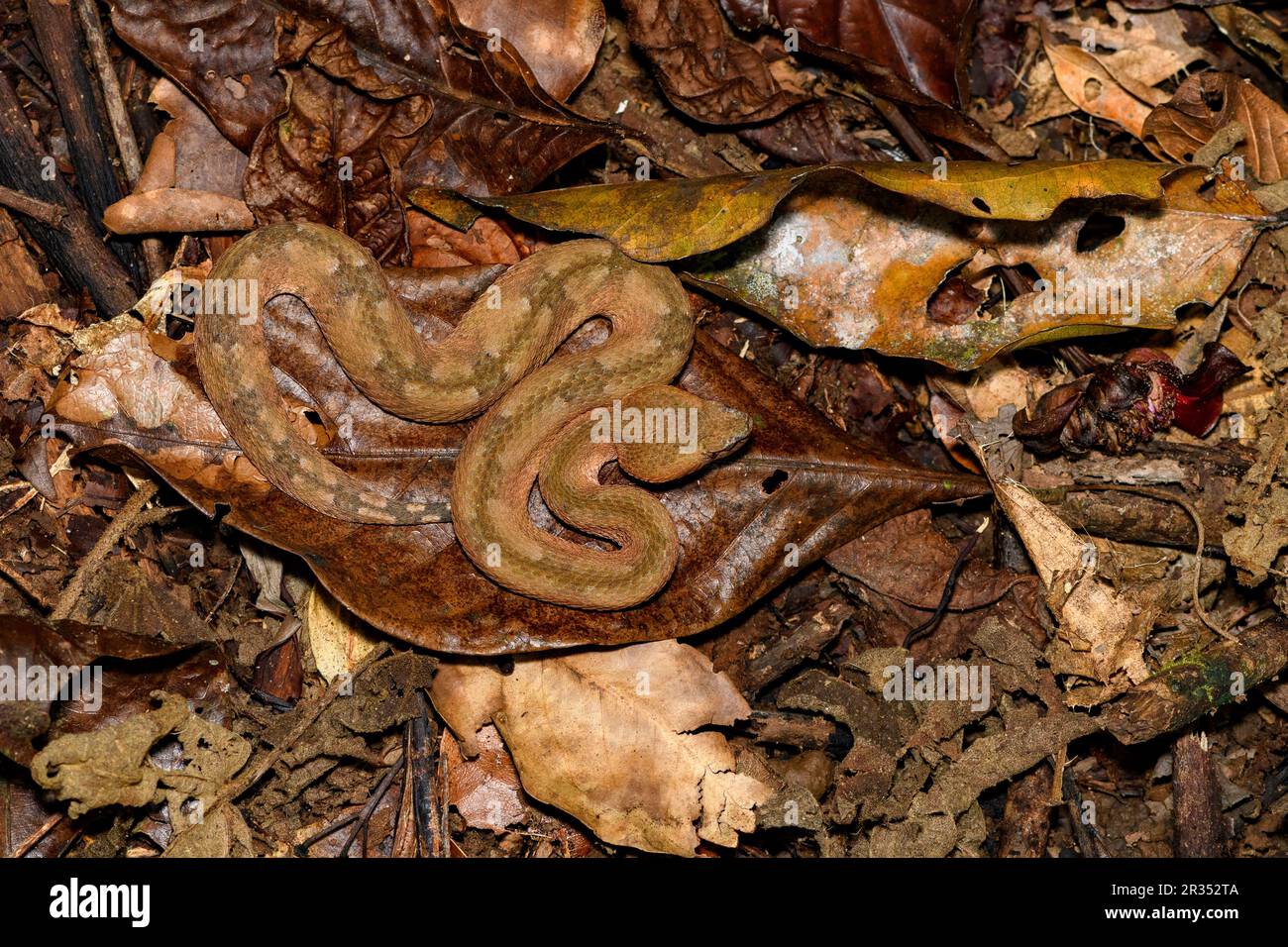 Hognoser Pitviper (Porthidium nasutum) aus Laguna Lagarto, Costa Rica. (Bereitgestelltes Foto). Stockfoto