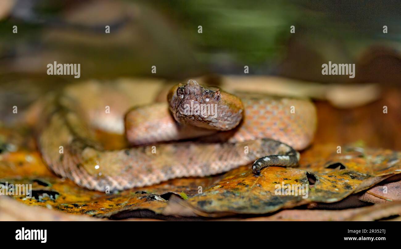 Hognoser Pitviper (Porthidium nasutum) aus Laguna Lagarto, Costa Rica. (Bereitgestelltes Foto). Stockfoto