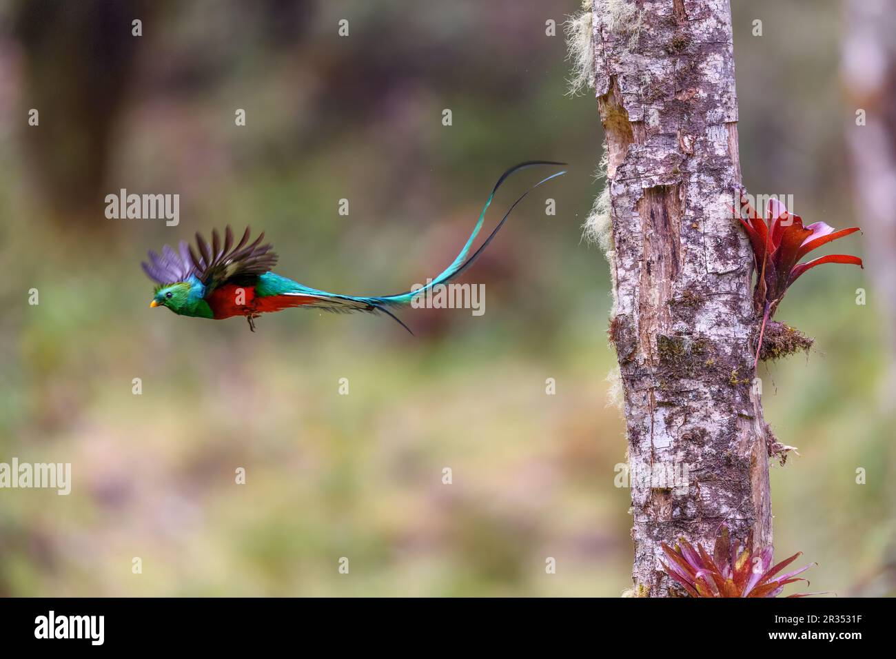 Der glitzernde Quetzal (Pharomachrus mocinno, männlich) verlässt sein Nestloch. Foto von Tres de Junio, Costa Rica. Stockfoto
