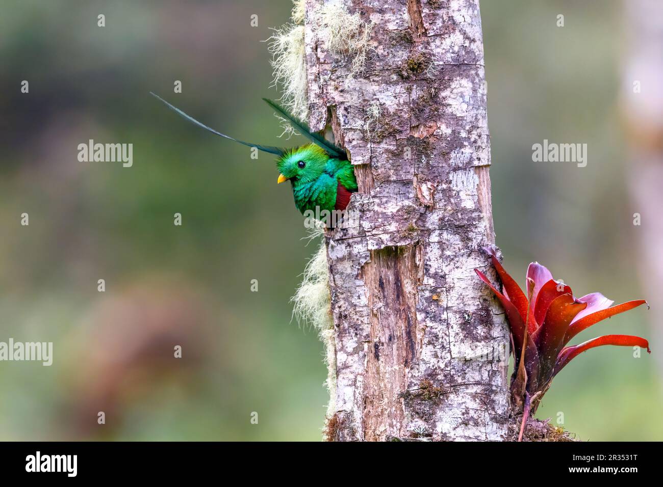 Der glitzernde Quetzal (Pharomachrus mocinno, männlich) in seiner Nistgrube. Foto von Tres de Junio, Costa Rica. Stockfoto