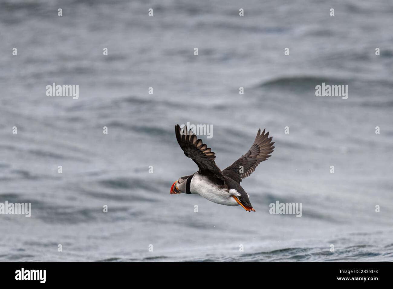 Ein atlantischer Puffin (Fratercula arctica), der vor der Küste von Maine, USA, über die Oberfläche des Ozeans fliegt. Stockfoto