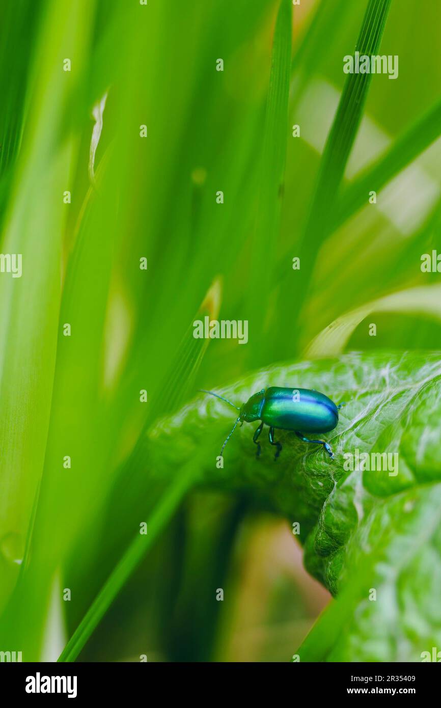 Oreina cacaliae auf einem grünen Blatt im Frühling. Es ist eine Art breitschultriger Käfer, die zur Familie Chrysomelidae, Unterfamilie Chryso, gehören Stockfoto
