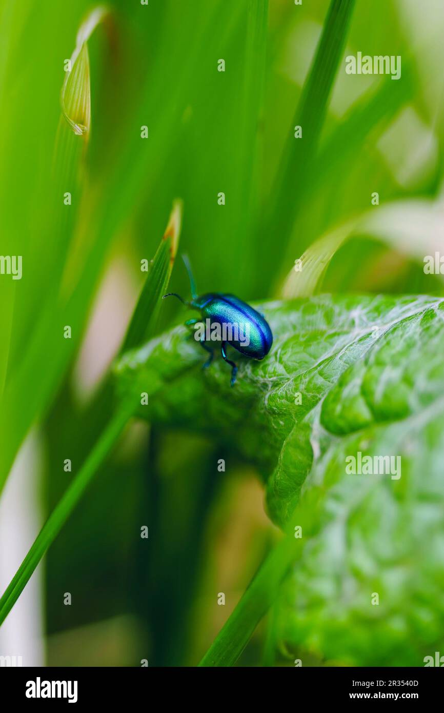 Oreina cacaliae auf einem grünen Blatt im Frühling. Es ist eine Art breitschultriger Käfer, die zur Familie Chrysomelidae, Unterfamilie Chryso, gehören Stockfoto