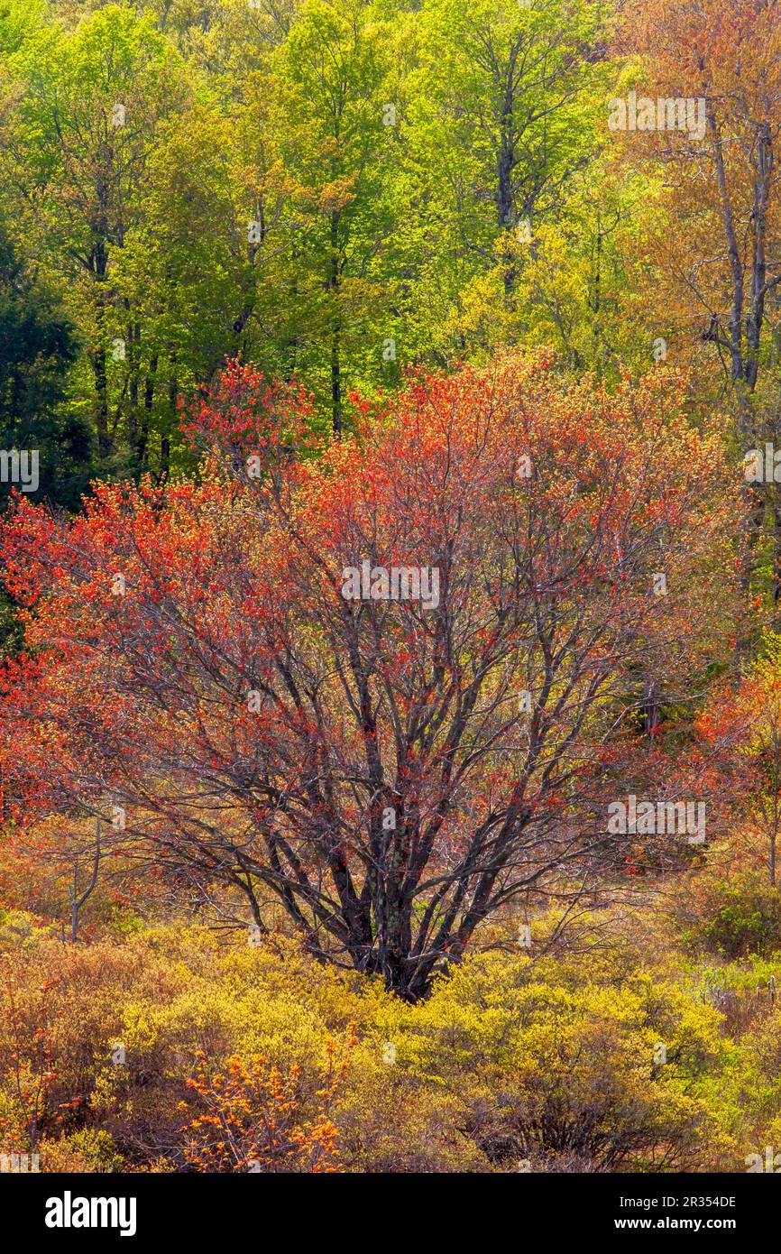 Ein bewaldeter Sumpf im Frühling in den Pocono Mountains in Pennsylvania Stockfoto