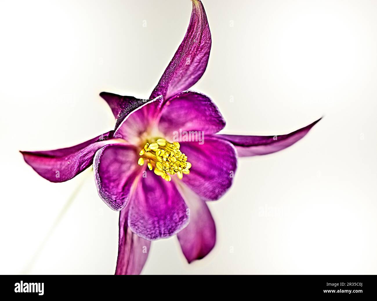 Bild mit hohem Dynamikbereich einer einzelnen Säule (Aquilegia spp.) Blume Stockfoto