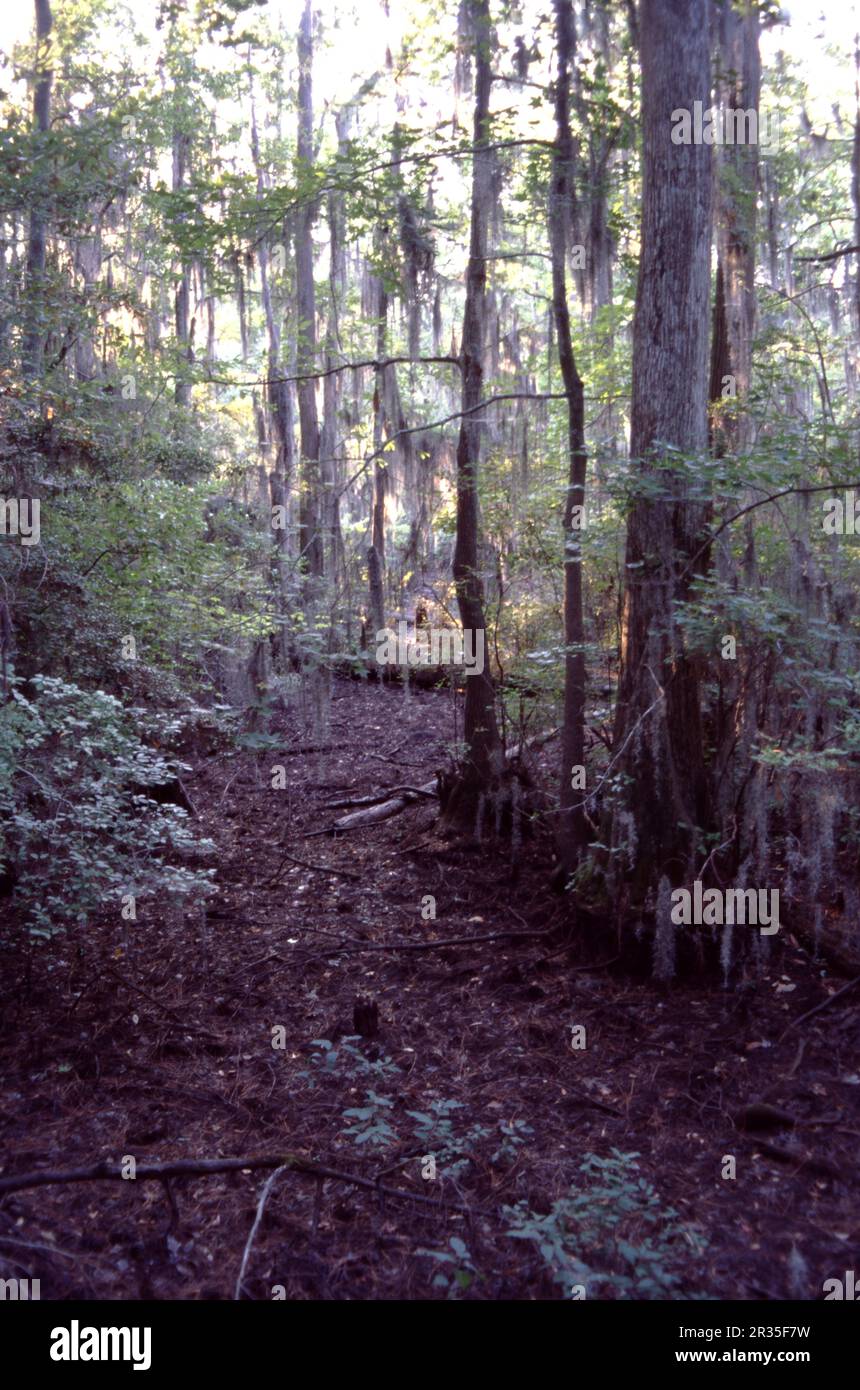 Der Große, Trostlose Sumpf. North Carolina USA 6/1999. Der große Sumpf ist ein großer Sumpf in der Coastal Plain Region im Südosten Virginias und Nordosten North Carolinas, zwischen Norfolk, Virginia, und Elizabeth City, North Carolina. Das Hotel befindet sich in Teilen des südlichen Virginia und nördlichen North Carolina Countys Gates, Pascitank und Camden. Einige Schätzungen beziffern die Größe des ursprünglichen Sumpfes auf über 4.000 km2 Mio. Morgen. Die aktuelle Größe des Großen trostlosen Sumpfes beträgt etwa 750 Quadratmeilen (480.000 Morgen) (1.940 Quadratkilometer). Stockfoto