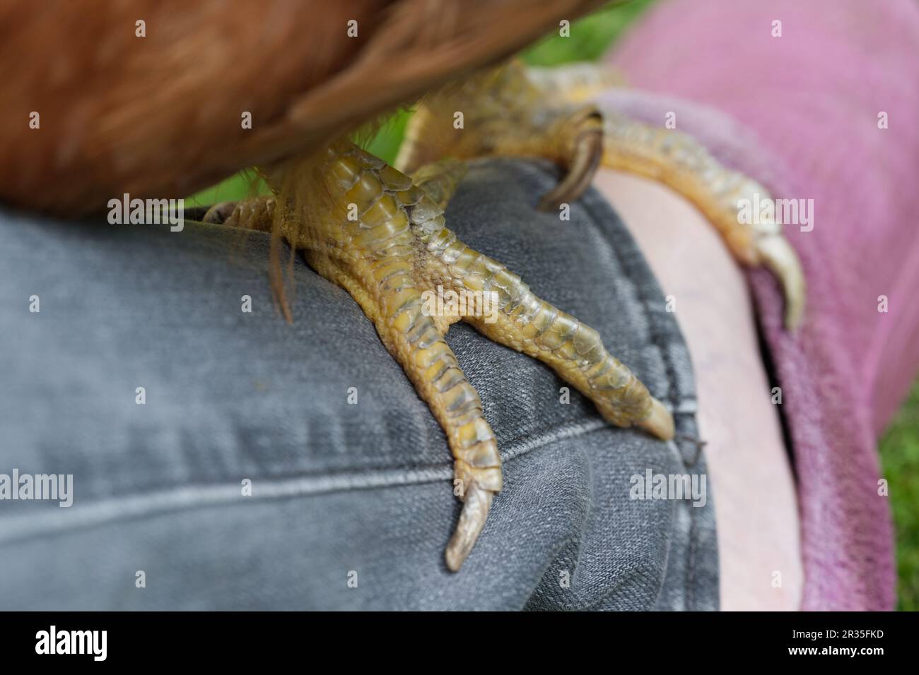 Gallus gallus domesticus - das Hähnchen Stockfoto