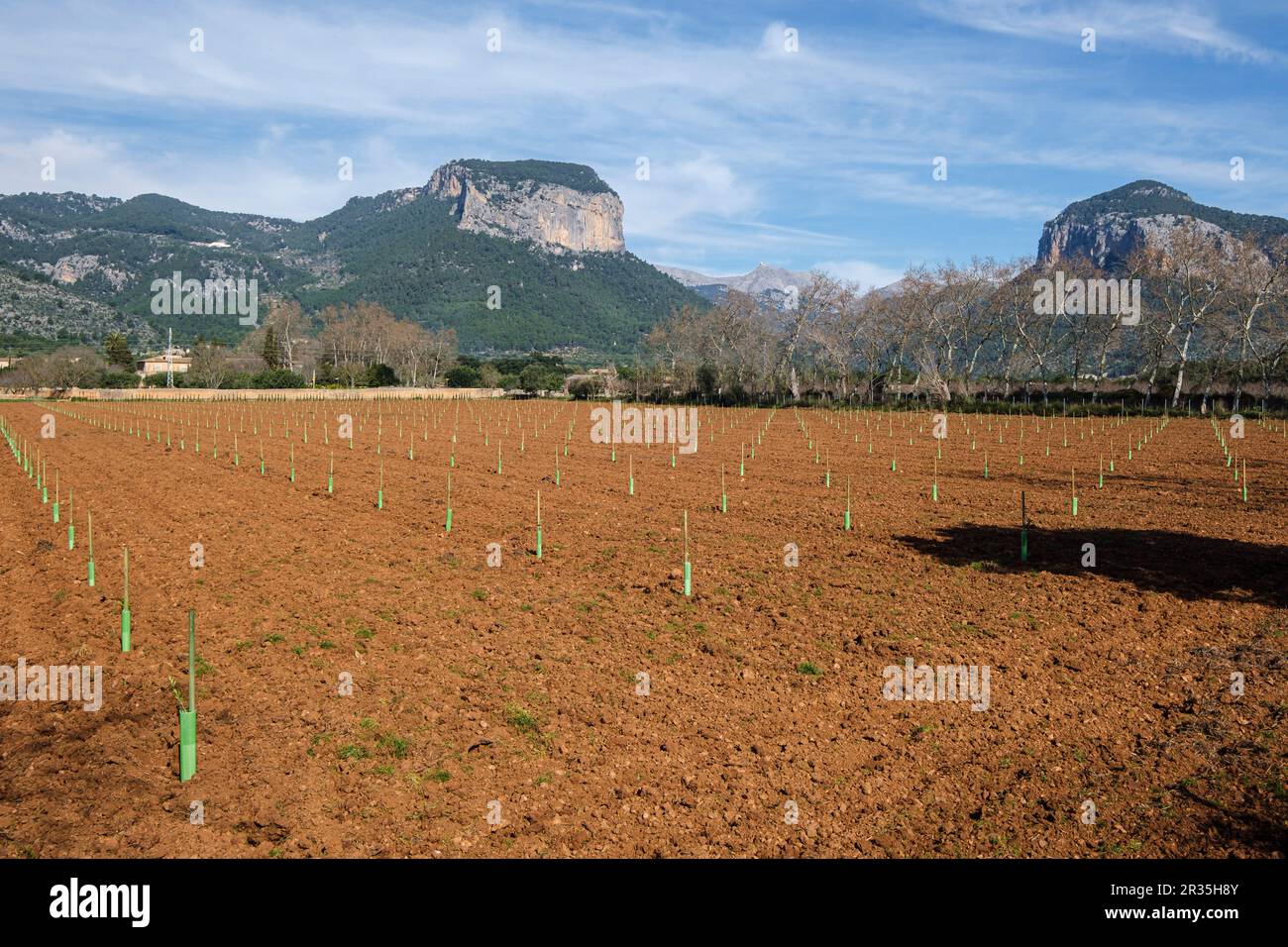 Arbeitslager vor Puig des Castell und Puig de S Alcadena, Alaro, Mallorca, Balearen, Spanien. Stockfoto