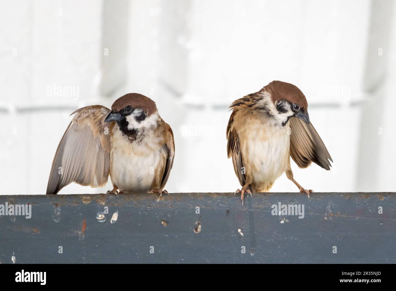 Ein Paar Spatzen rütteln ihre Federn Stockfoto