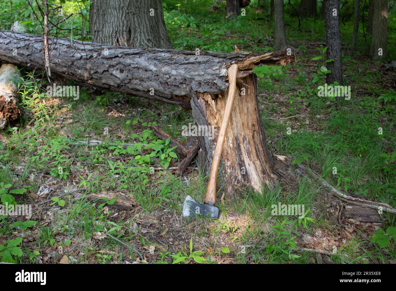 Axt im Wald Stockfoto