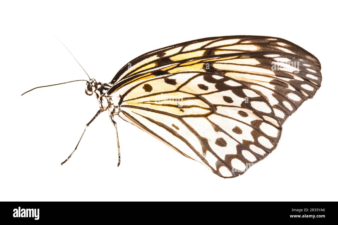 Idee Leuconoe Schmetterling Stockfoto
