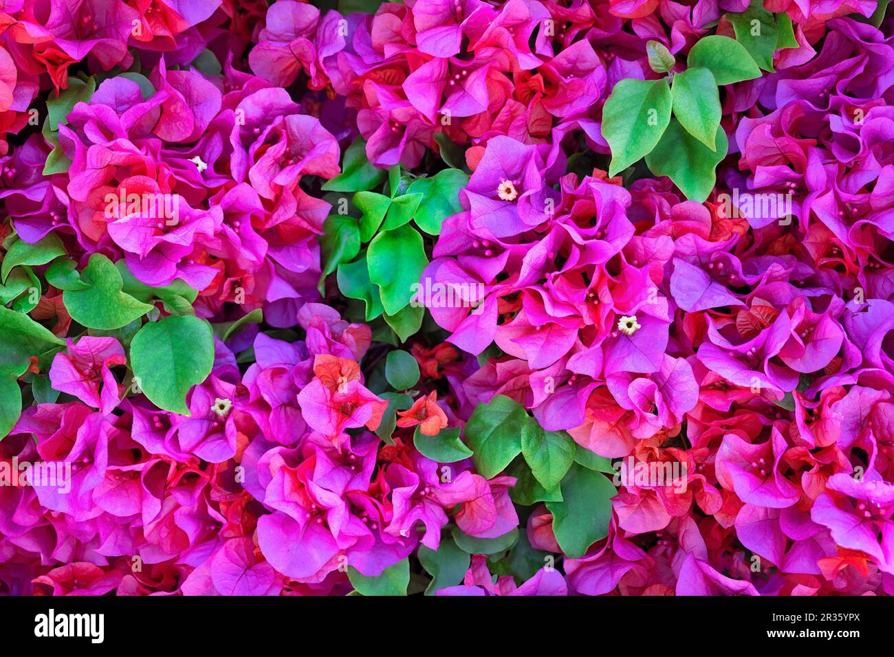 Bougainvillea-Blüten und Bougainvillea-Pflanze in der Sommersaison. Diese Bougainvillea-Blumen sind pink und lila. Magenta Tapetentextur patte Stockfoto
