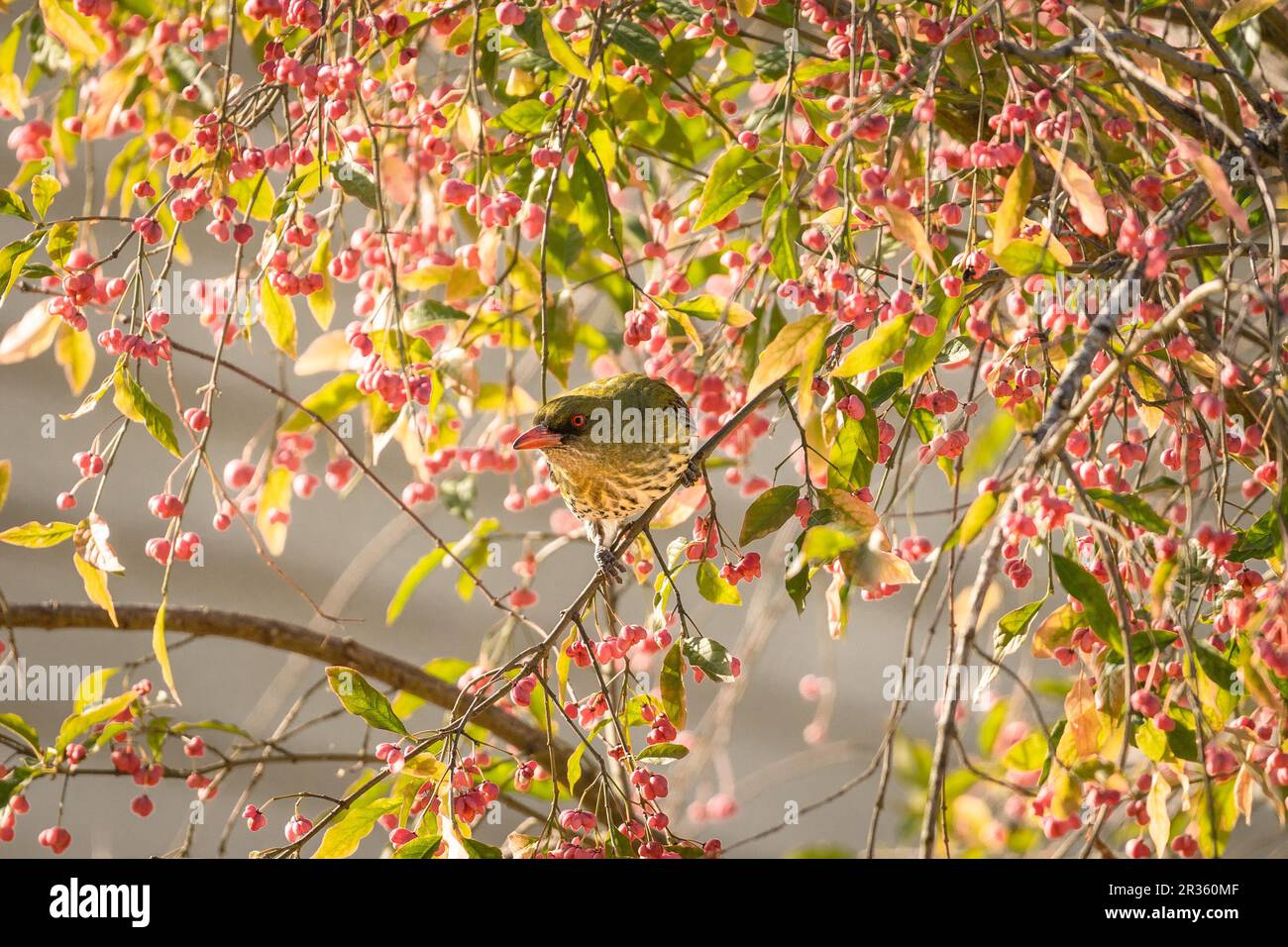 Olive-Backoriole (Oriolus sagittatus) in einem fruchtbaren Strauß Stockfoto