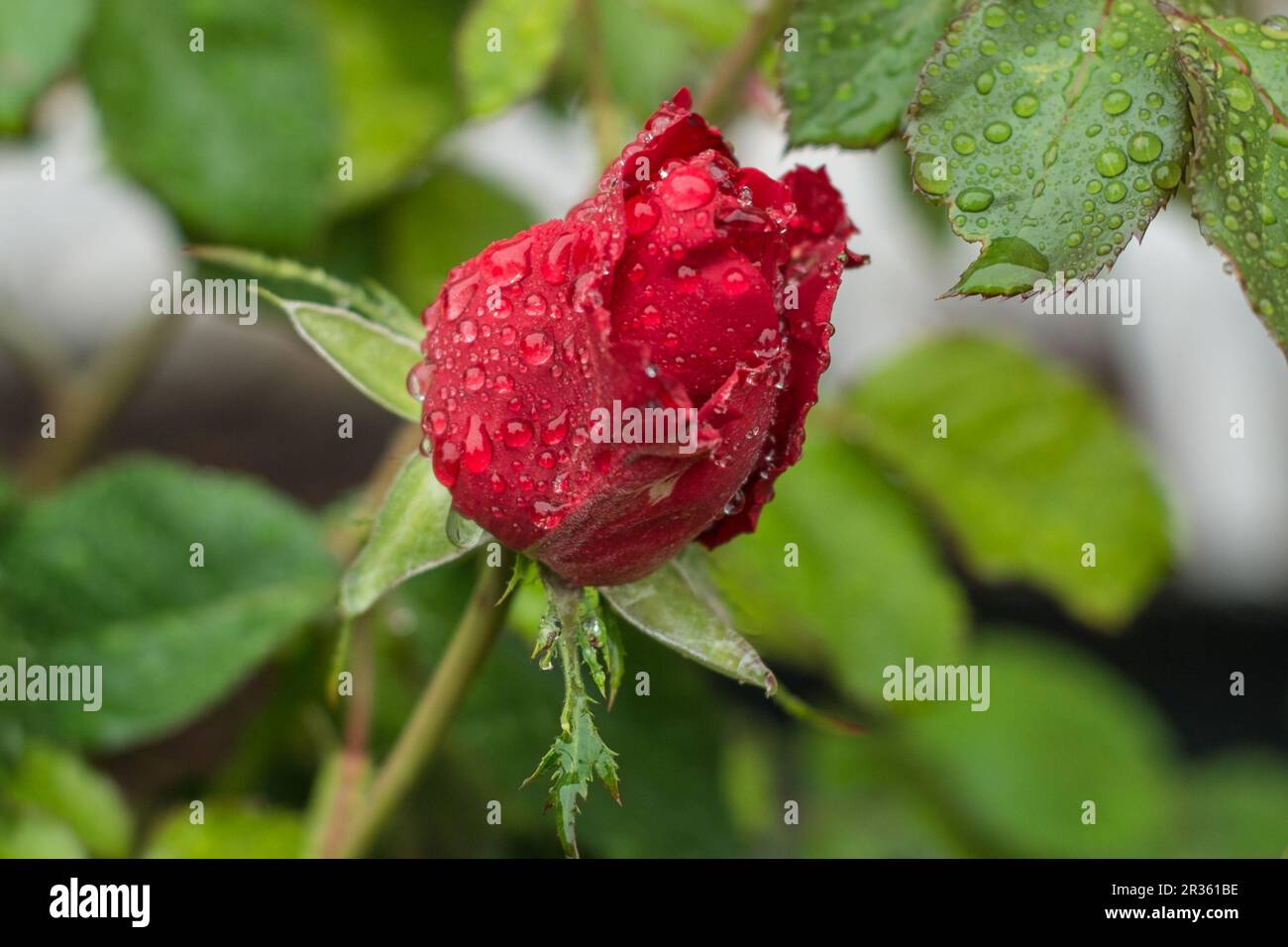 Rote Rosen Stockfoto