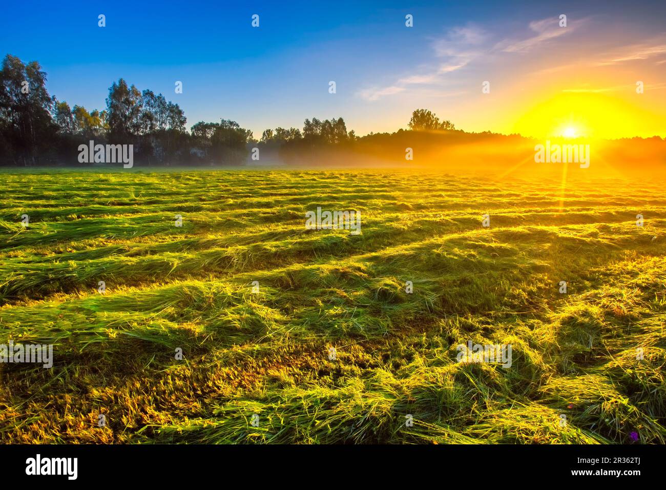 Morgens nebelige Wiesenlandschaft in polnischer Landschaft. Polnische Morgenlandschaft. Stockfoto