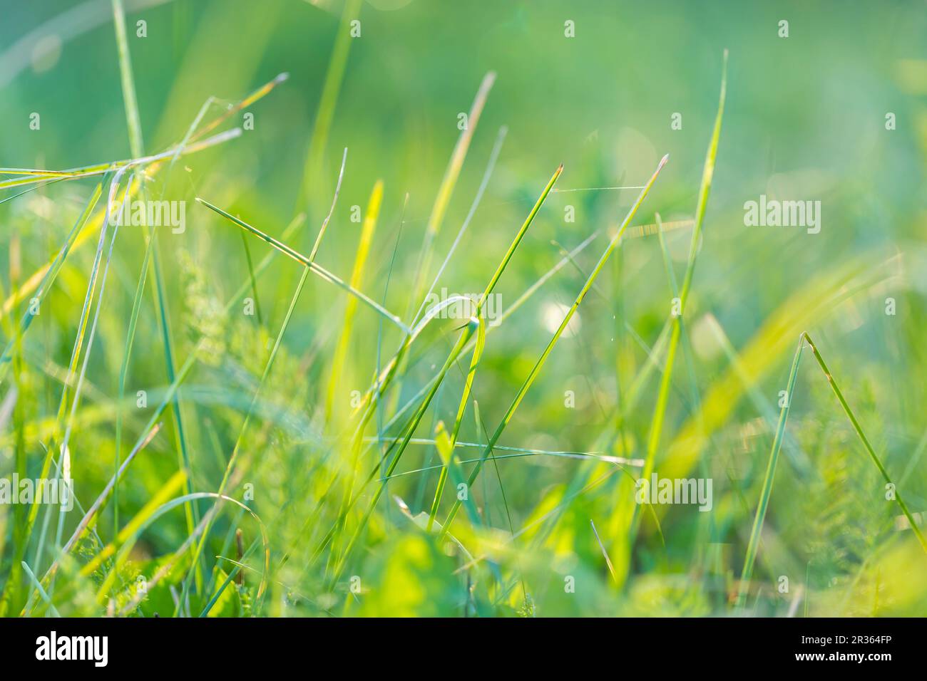 Gras im Nachmittagslicht in Nahaufnahme. Grüner Hintergrund Stockfoto