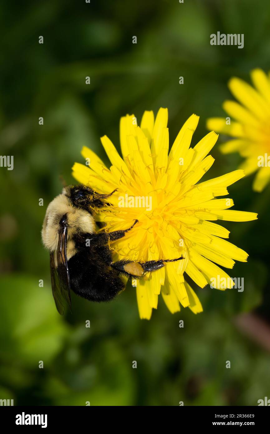 Eine halbe schwarze Hummel, Bombus Vagans, die eine Löwenzahnblume bestäuben, Taraxacum, einen Hof. Stockfoto