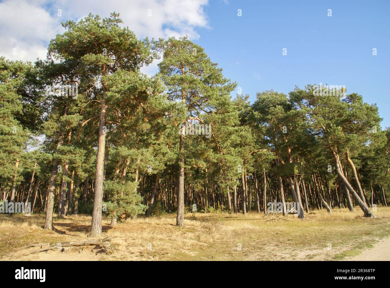 Der Hainberg ist eine geschützte Landschaft in der Nähe von Nürnberg, Bayern Stockfoto