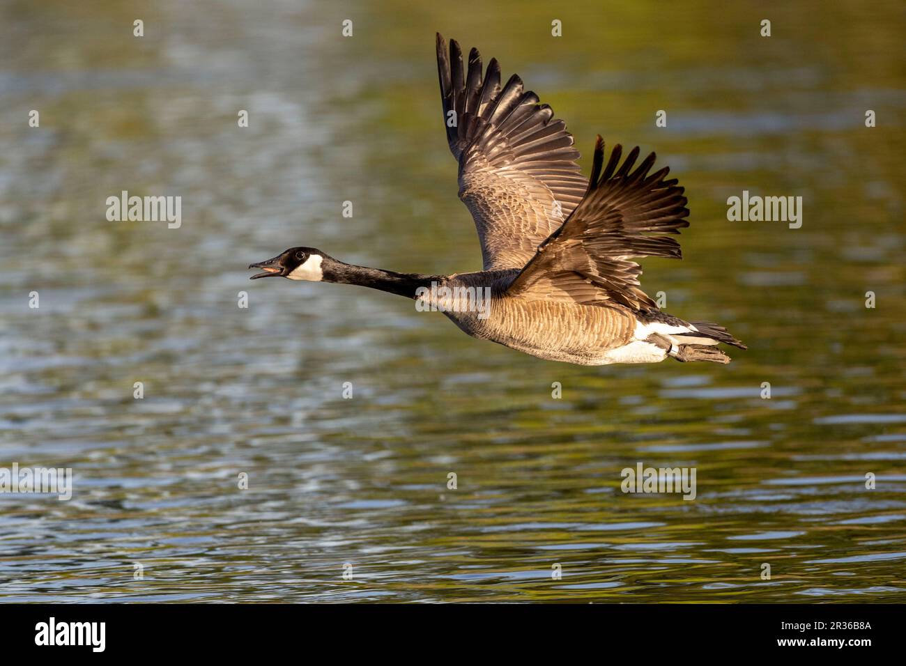 Ottawa, Kanada. 22. Mai 2023 Kanadier-Gans, die am Rideau River abhebt. Copyright 2023 Sean Burges/Mundo Sport Images Stockfoto