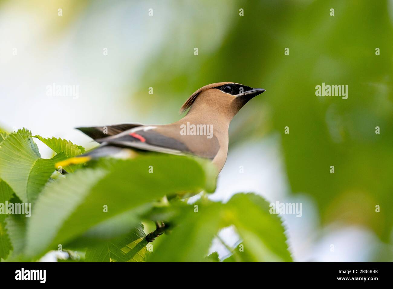 Ottawa, Kanada. 22. Mai 2023 Cedar Waxwing am Rideau River. Copyright 2023 Sean Burges/Mundo Sport Images Stockfoto