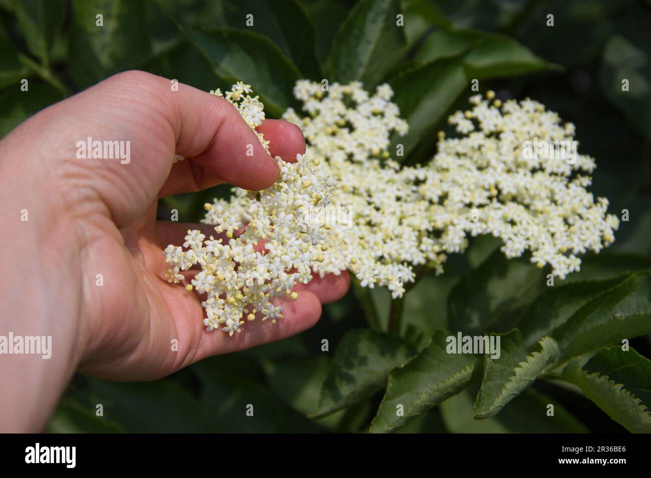 Älterer in voller Blüte, Neckary Valley in der Nähe von Lauffen, Deutschland Stockfoto