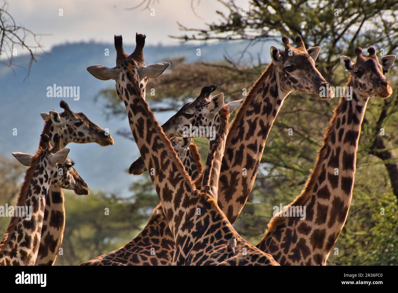 Eine Herde Giraffen hält während der Abenddämmerung im Serengeti-Nationalpark in Tansania Ausschau Stockfoto