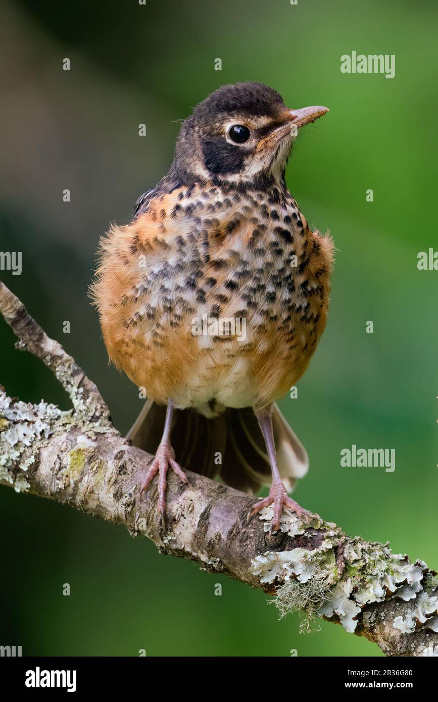 Ein unreifes amerikanisches Rotkehlchen auf einem Ast. Stockfoto