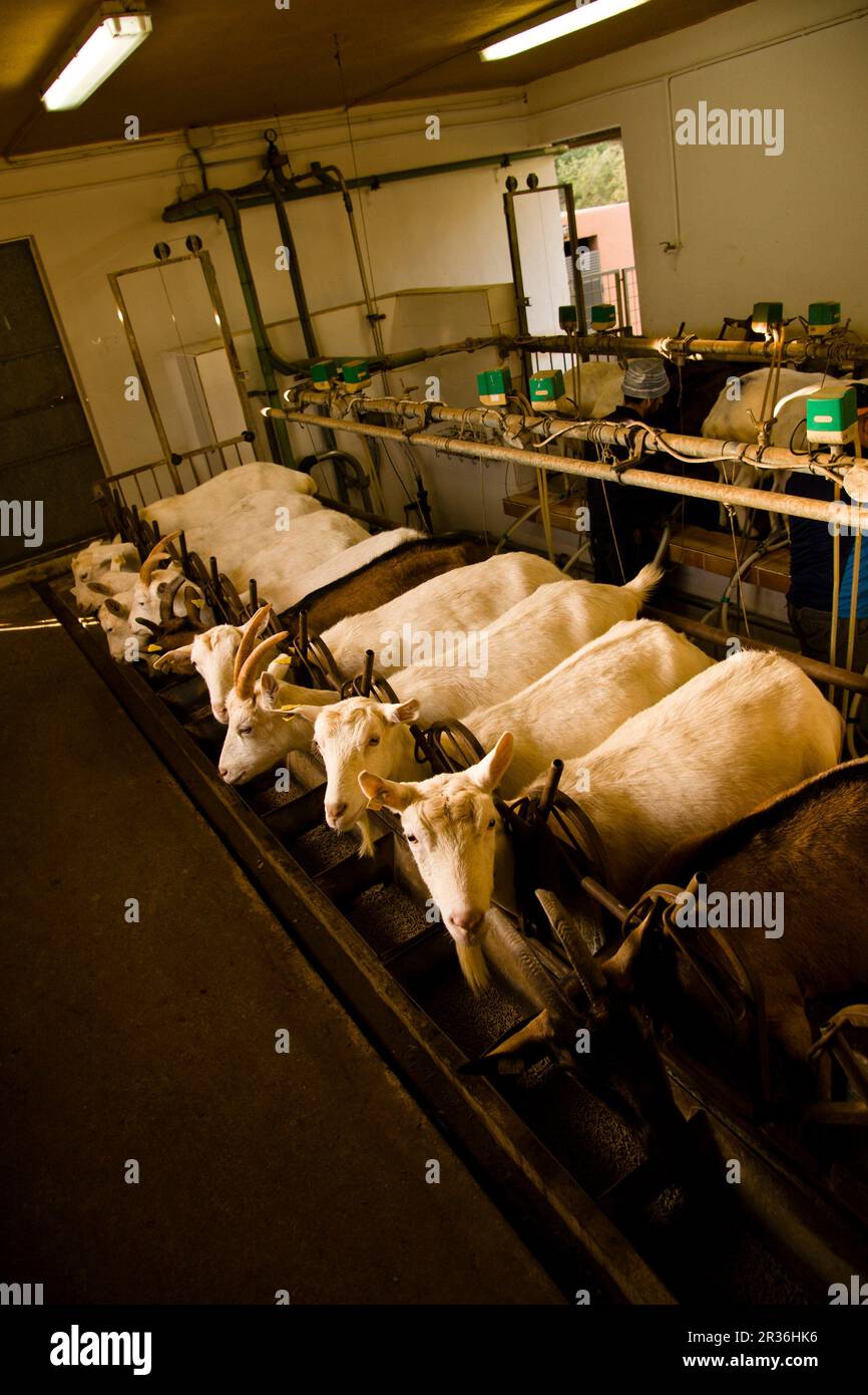 Granja de Cabras y ovejas können Caus. Santa Gertrudis de Fruitera. Ibiza Balearen Spanien. Stockfoto