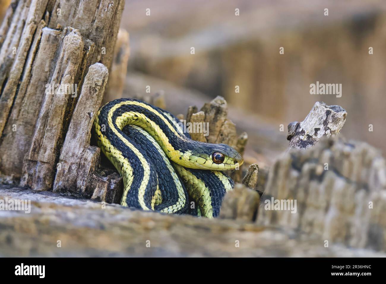 Östliche Schlange (Thamnophis sirtalis sirtalis) Gartersnake Stockfoto