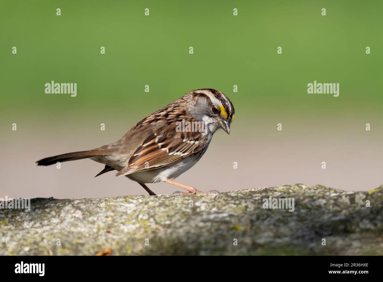 Weiß – Throated Spatz (Zonotrichia Albicollis) Stockfoto
