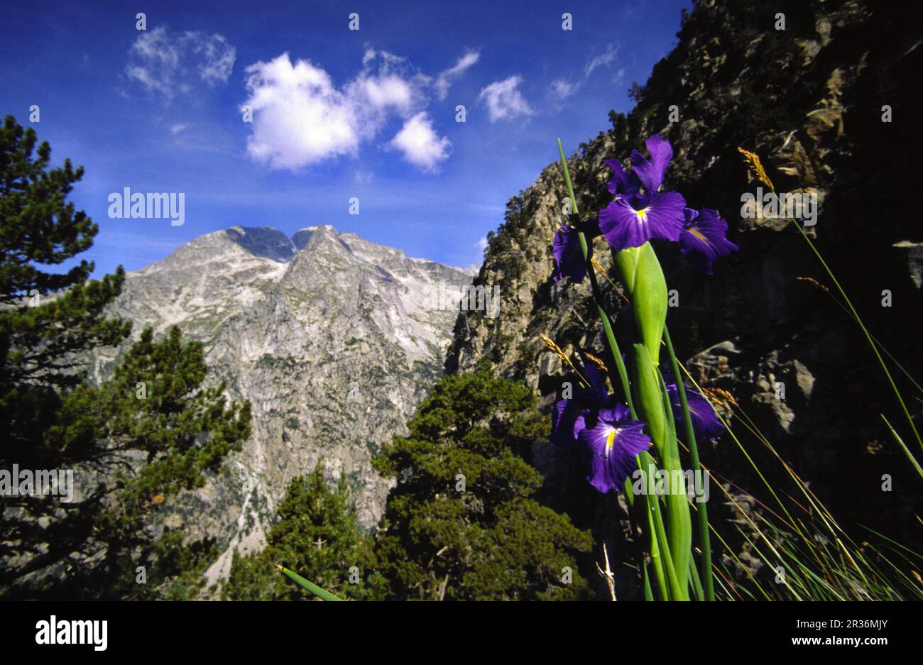 Lirio De Cordillera Fotos Und Bildmaterial In Hoher Aufl sung Alamy lirio-de-cordillera-fotos-und-bildmaterial-in-hoher-aufl-sung-alamy