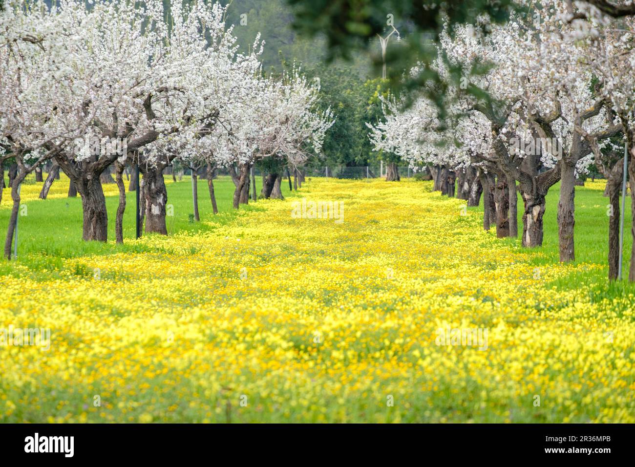 Almendros floridos, Prunus dulcis, Son Maixella, Mallorca, Balearen, Spanien. Stockfoto