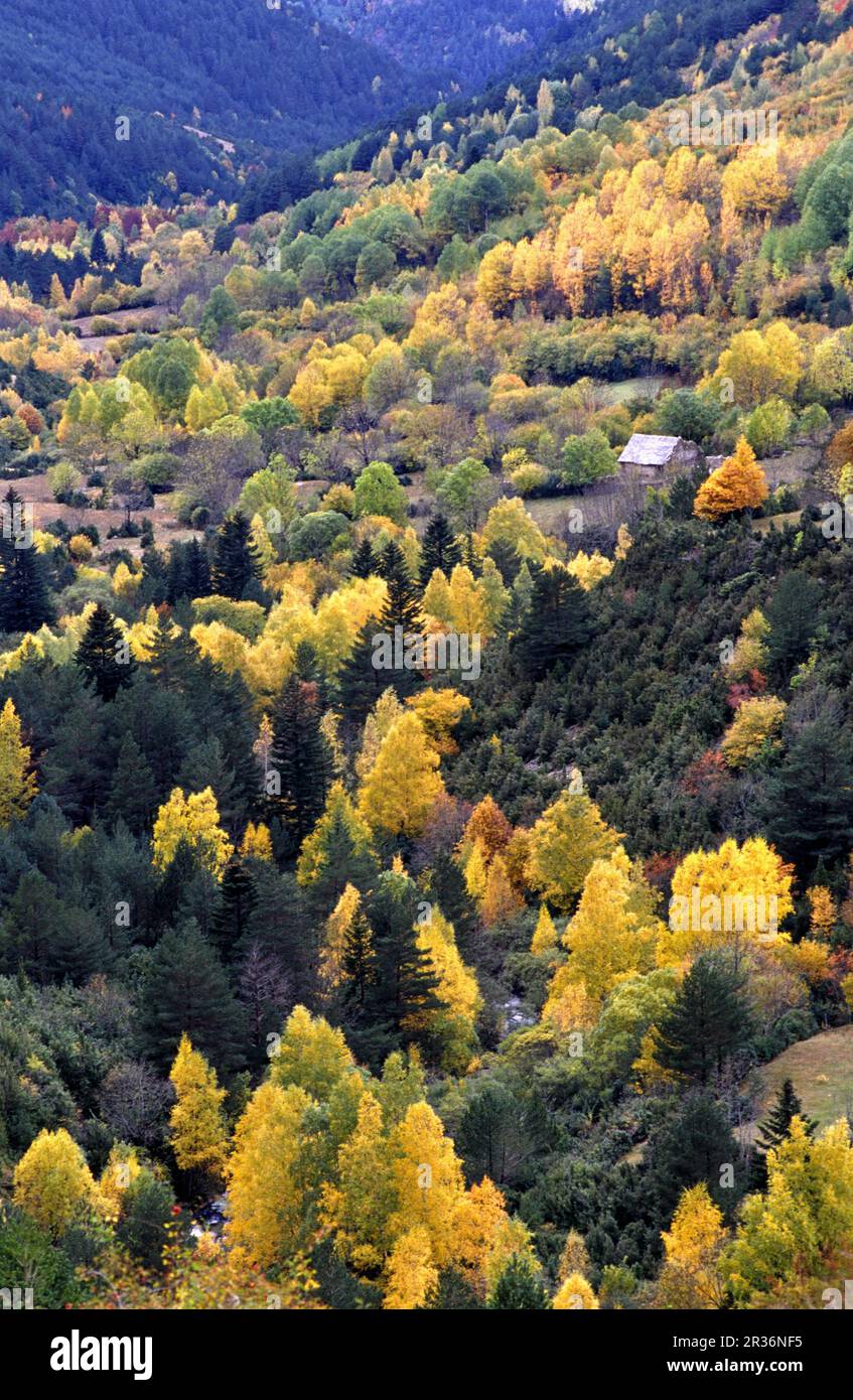 Borda en el bosque, valle del rio de Sant Nicolau ( Parque nacional dAigüestortes i de Sant Maurici).Valle de Boi.Cordillera Pirenaica. Lleida.Cataluña. España. Stockfoto