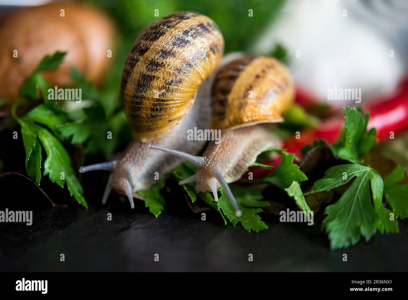 Zwei Schnecken auf Petersilie Stockfoto