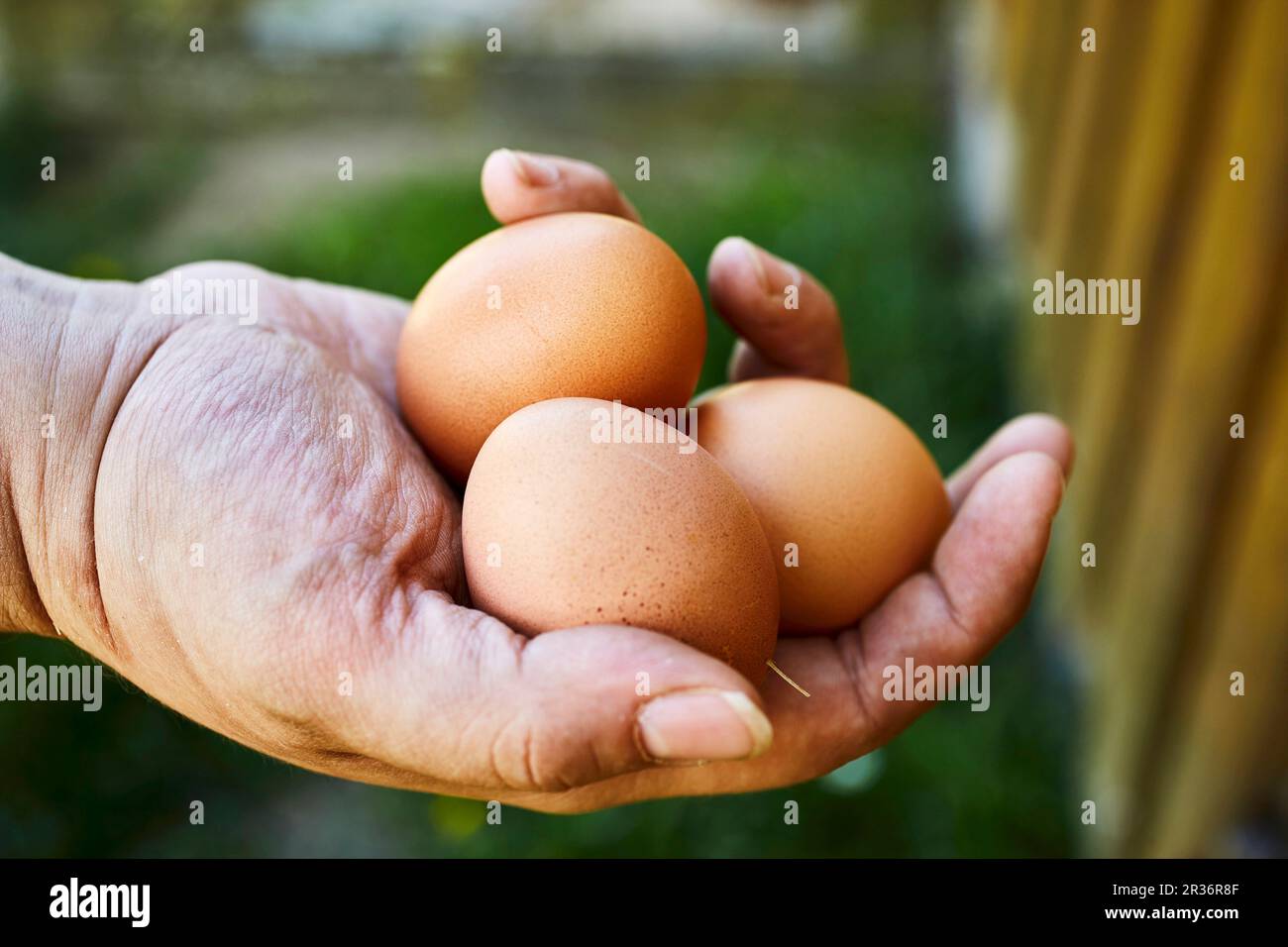 Ein Bauer, der frische Bio-Eier in der Hand hält Stockfoto