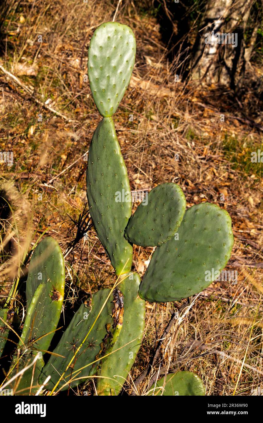 Micky mouse kaktus -Fotos und -Bildmaterial in hoher Auflsung  Alamy
