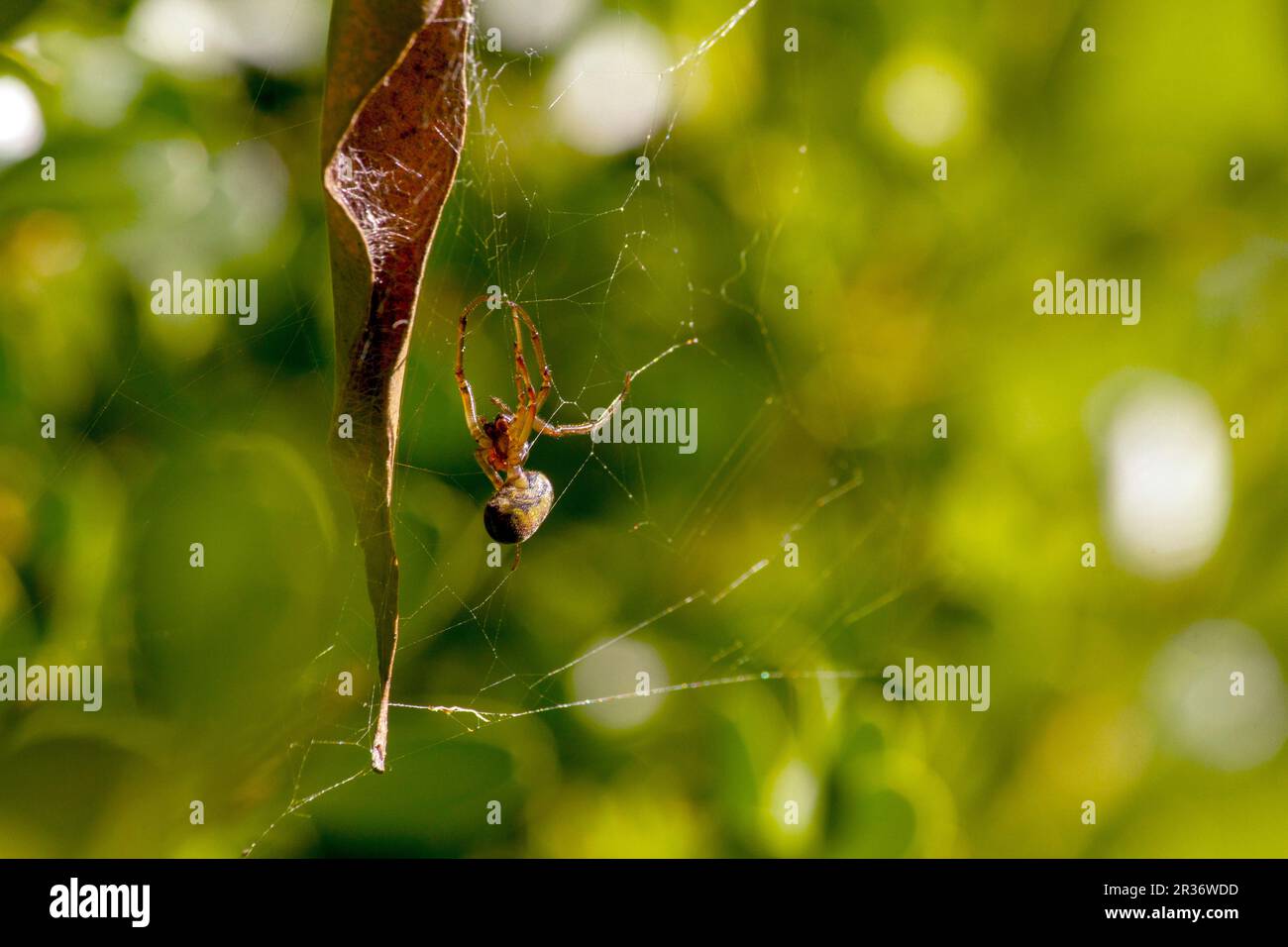 Sydney, New South Wales, Australien. 22. Mai 2023. Leaf-Curling Spider (Phonognatha graeffei) wurde tot im Netz in Sydney, New South Wales, Australien, gefunden. Die Spinnen weben geschickt ein Blatt oder einen anderen Gegenstand in die Mitte ihrer Netze, um Vögel und andere Raubtiere zu verbergen. Die Blätter werden zu einem Trichter gewellt, in dem sich die Spinne verstecken kann. Ähnlich wie andere Spinnen, die sich beamen, lebt die Spinne nur ein Jahr. (Kreditbild: © Tara Malhotra/ZUMA Press Wire) NUR REDAKTIONELLE VERWENDUNG! Nicht für den kommerziellen GEBRAUCH! Stockfoto