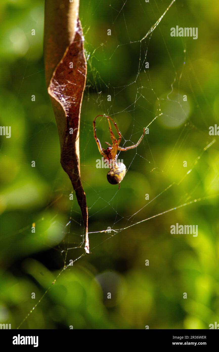 Sydney, New South Wales, Australien. 22. Mai 2023. Leaf-Curling Spider (Phonognatha graeffei) wurde tot im Netz in Sydney, New South Wales, Australien, gefunden. Die Spinnen weben geschickt ein Blatt oder einen anderen Gegenstand in die Mitte ihrer Netze, um Vögel und andere Raubtiere zu verbergen. Die Blätter werden zu einem Trichter gewellt, in dem sich die Spinne verstecken kann. Ähnlich wie andere Spinnen, die sich beamen, lebt die Spinne nur ein Jahr. (Kreditbild: © Tara Malhotra/ZUMA Press Wire) NUR REDAKTIONELLE VERWENDUNG! Nicht für den kommerziellen GEBRAUCH! Stockfoto