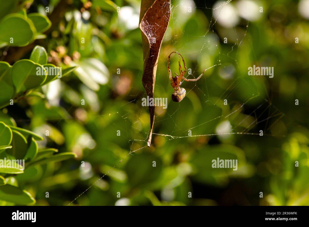 Sydney, New South Wales, Australien. 22. Mai 2023. Leaf-Curling Spider (Phonognatha graeffei) wurde tot im Netz in Sydney, New South Wales, Australien, gefunden. Die Spinnen weben geschickt ein Blatt oder einen anderen Gegenstand in die Mitte ihrer Netze, um Vögel und andere Raubtiere zu verbergen. Die Blätter werden zu einem Trichter gewellt, in dem sich die Spinne verstecken kann. Ähnlich wie andere Spinnen, die sich beamen, lebt die Spinne nur ein Jahr. (Kreditbild: © Tara Malhotra/ZUMA Press Wire) NUR REDAKTIONELLE VERWENDUNG! Nicht für den kommerziellen GEBRAUCH! Stockfoto