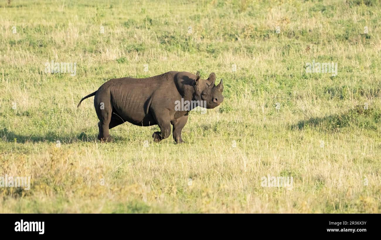Schwarzes Nashorn (Diceros bicornis) in Ngorongoro Conservation Area, Tansania, Afrika Stockfoto