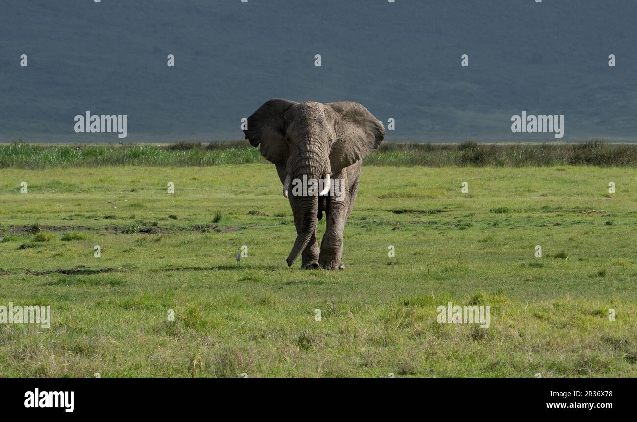 Bullenelefant (Loxodonta africana) nähert sich in Ngorongoro Conservation Area, Tansania, Afrika Stockfoto
