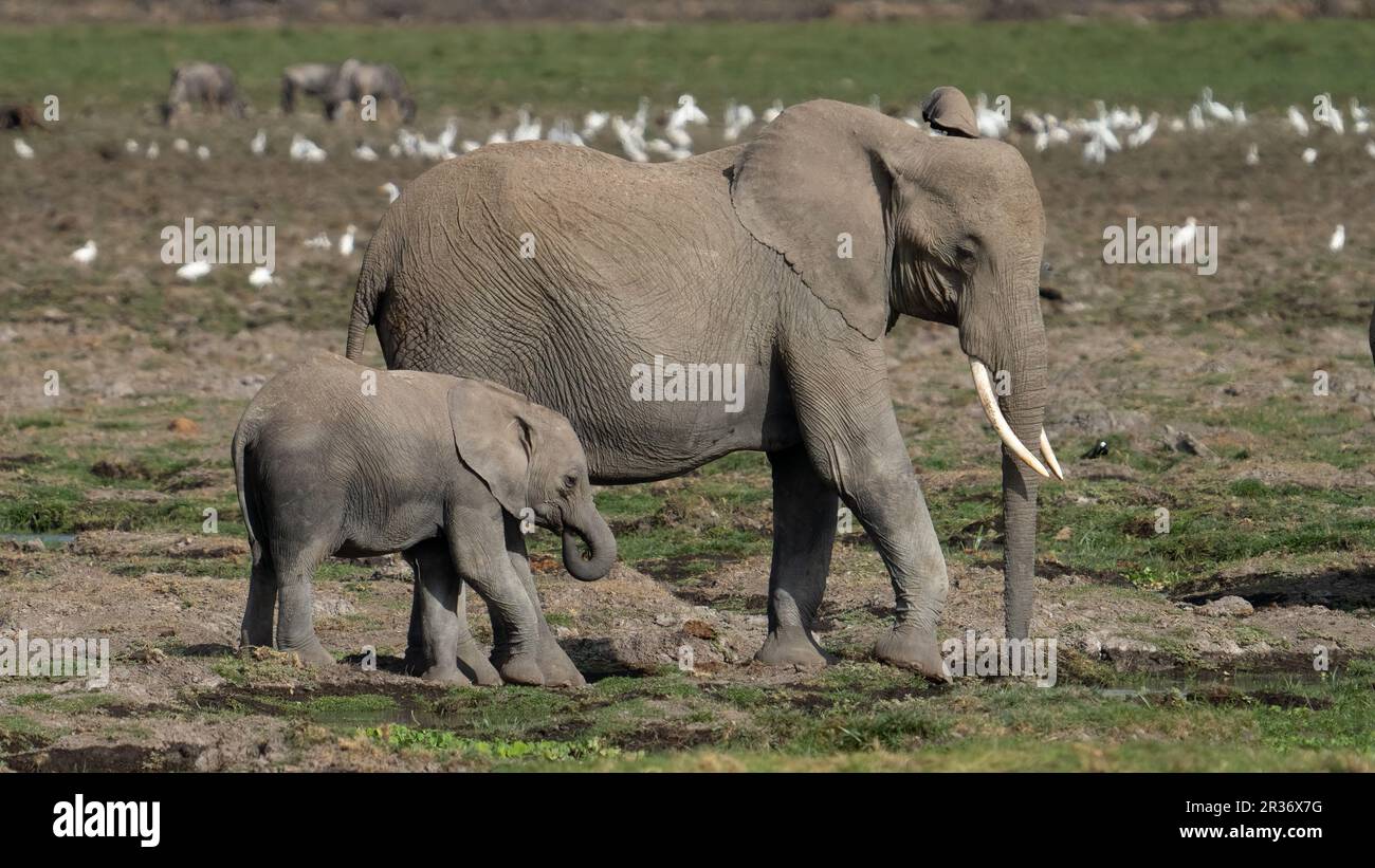 Afrikanischer Elefant Loxodonta africana) mutter und Baby im trockenen Grasland, Amboseli-Nationalpark, Kenia, Ostafrika Stockfoto