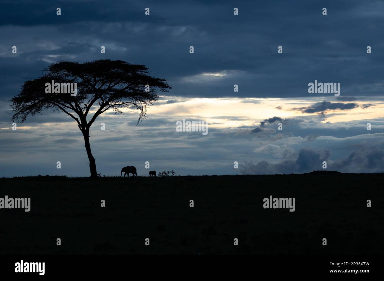 Ruhige Szene eines afrikanischen Elefanten (Loxodonta africana), Mutter und Kalb, die vor dem letzten Abendlicht abgeschirmt sind. North Mara Conservancy, Kenia Stockfoto