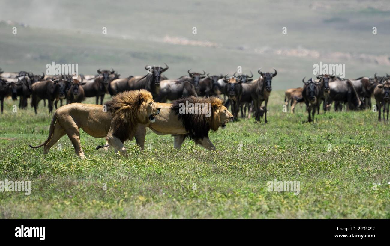 Zwei männliche Löwen (Panthera Leo), die durch eine Herde von Wildebeeren im Ngorongoro Conservation Area, Tansania, Afrika, wandern Stockfoto